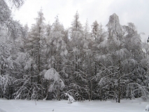 winterlicher_Wald_am_Fremdenweg_klein